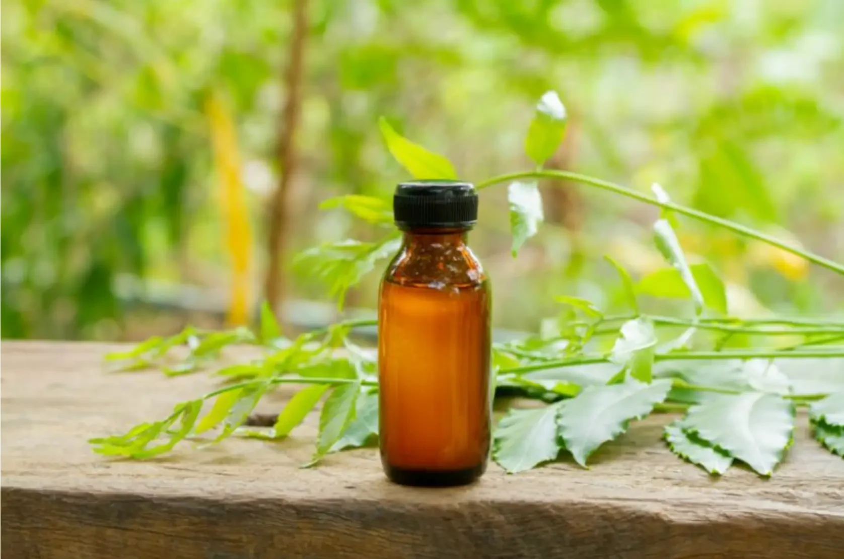 How to Use Neem Oil for Plants: Natural Pest and Disease Control