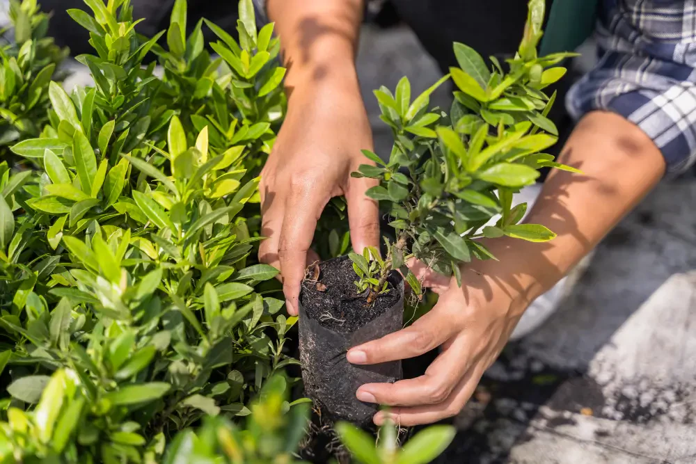 How to Plant Trees and Shrubs Properly for Long-Term Growth
