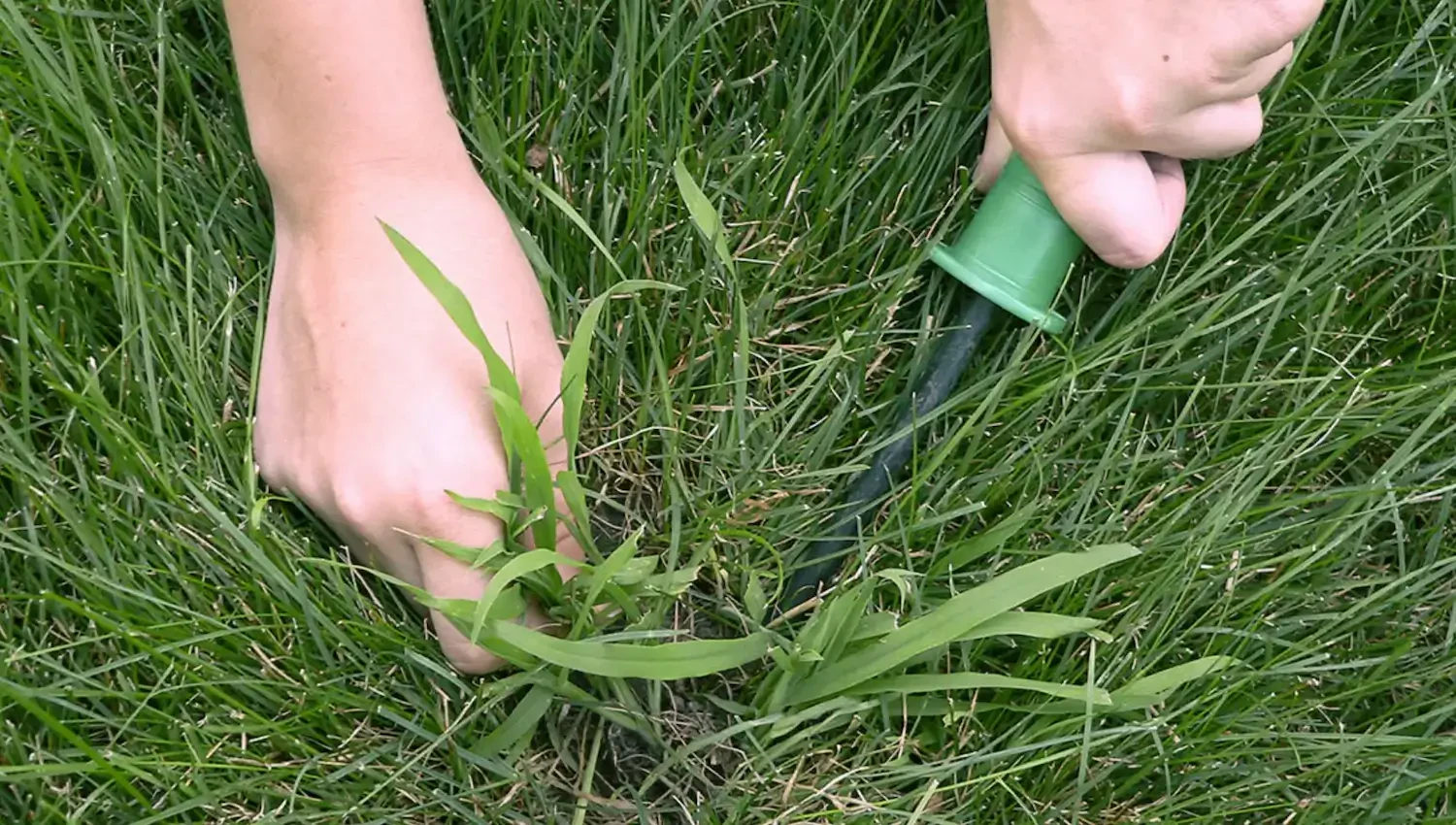 Best Crabgrass Preventer Tips for a Weed-Free Lawn All Season Long