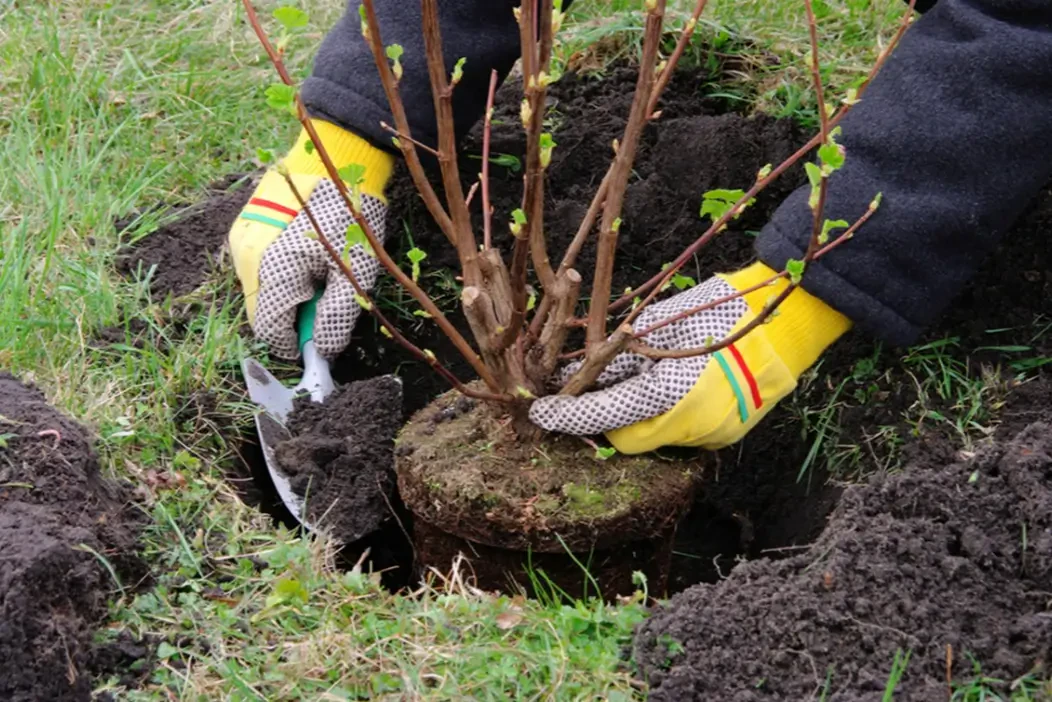How to Plant Trees and Shrubs the Right Way