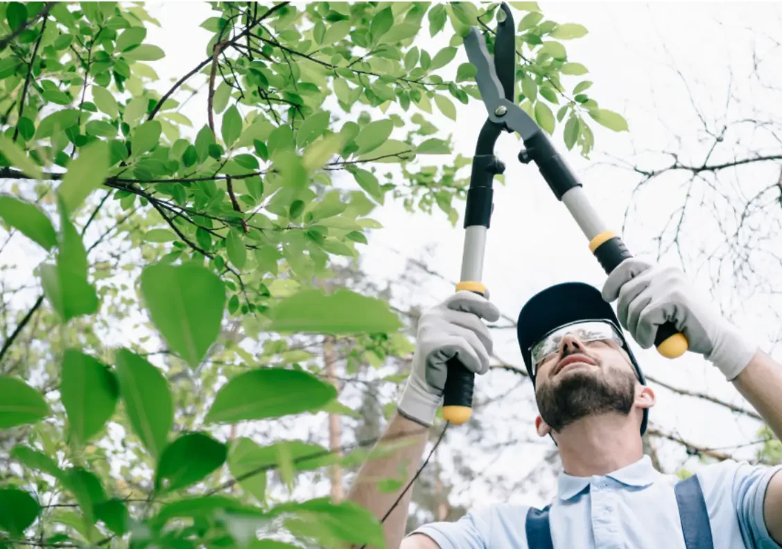 How to Prune Trees and Shrubs for Health and Beauty