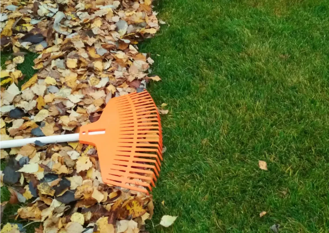 How to Efficiently Remove Leaves from Your Lawn