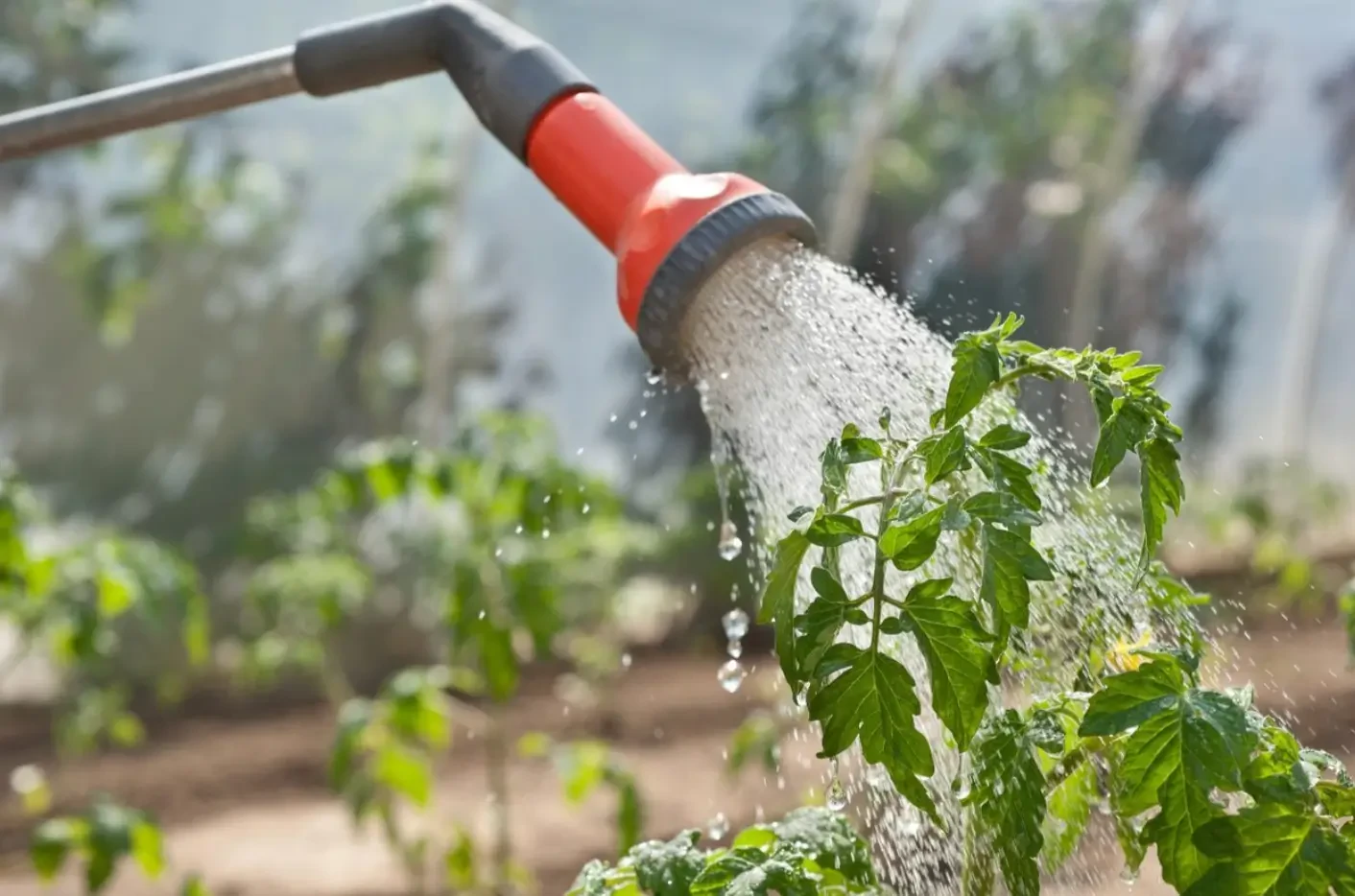 How to Choose and Use a Watering Wand for Efficient Garden Care