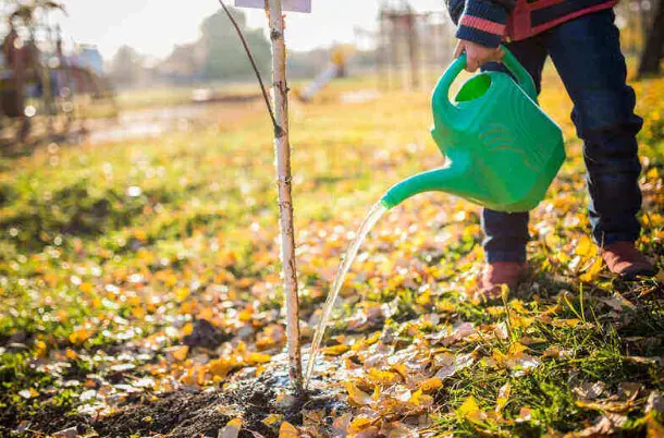 How to Water Trees and Shrubs Properly for Optimal Growth