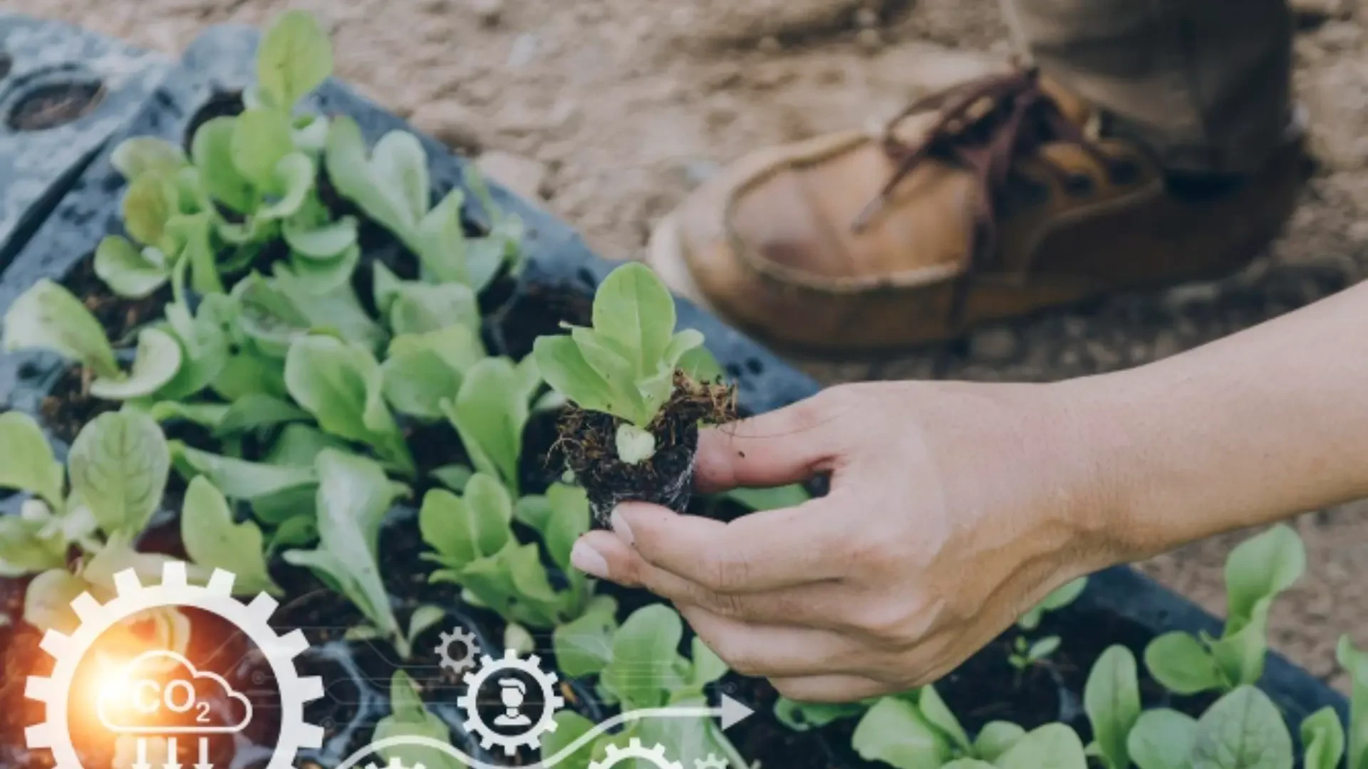 Innovative Growing Solutions for Modern Farmers: Tools to Improve Efficiency and Crop Quality