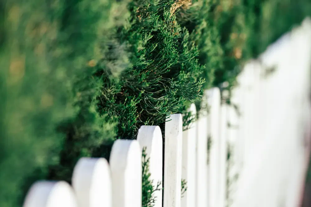 How to Build Privacy with Landscaping: Natural Screens and Creative Barriers