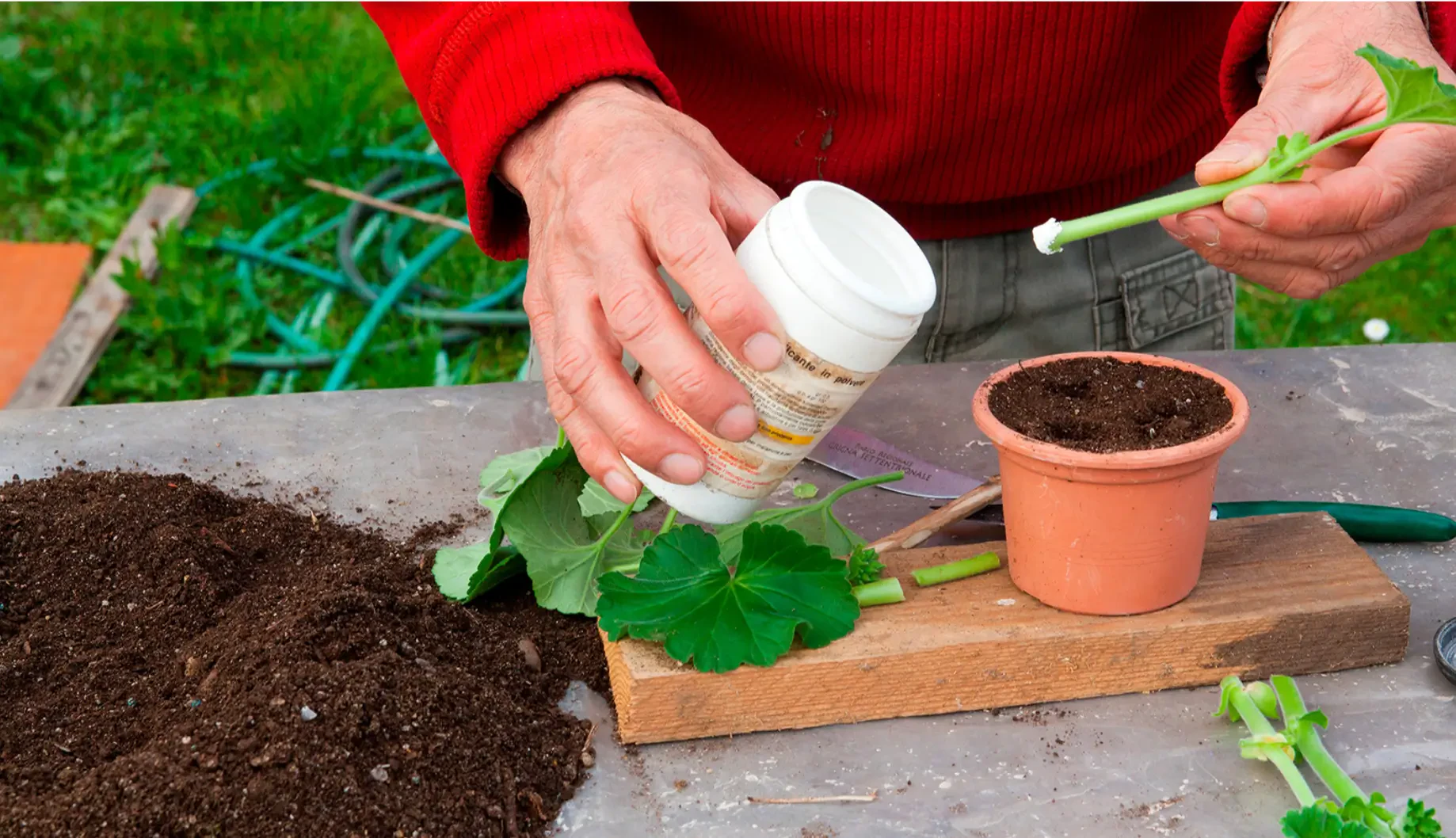 How to Use Rooting Powder for Stronger and Faster Plant Propagation