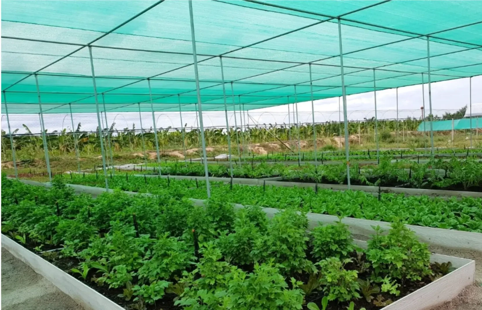 How to Use Garden Shade Cloth to Protect Your Plants