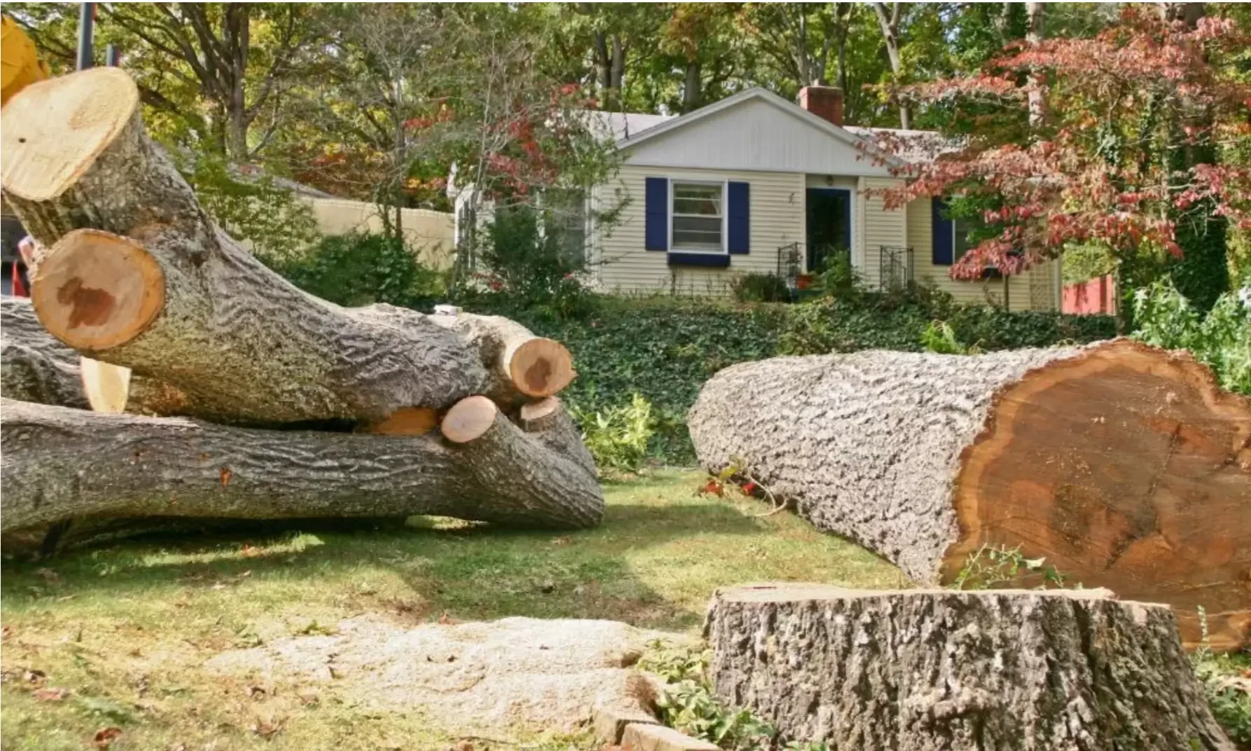 How to Handle Emergency Tree Removal Safely and Efficiently