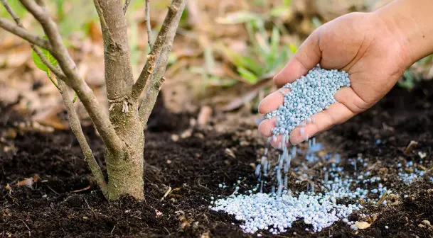 How to Fertilize Trees and Shrubs Effectively