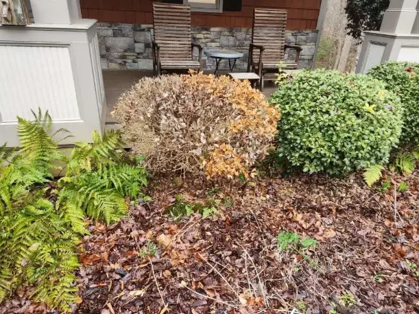 How to Revive Dying Plants and Shrubs in Your Landscape