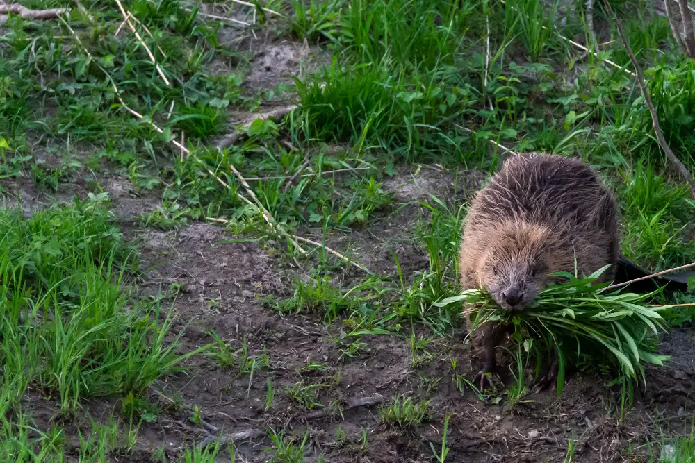 How to Get Rid of Gophers: Proven Ways to Protect Your Lawn and Garden
