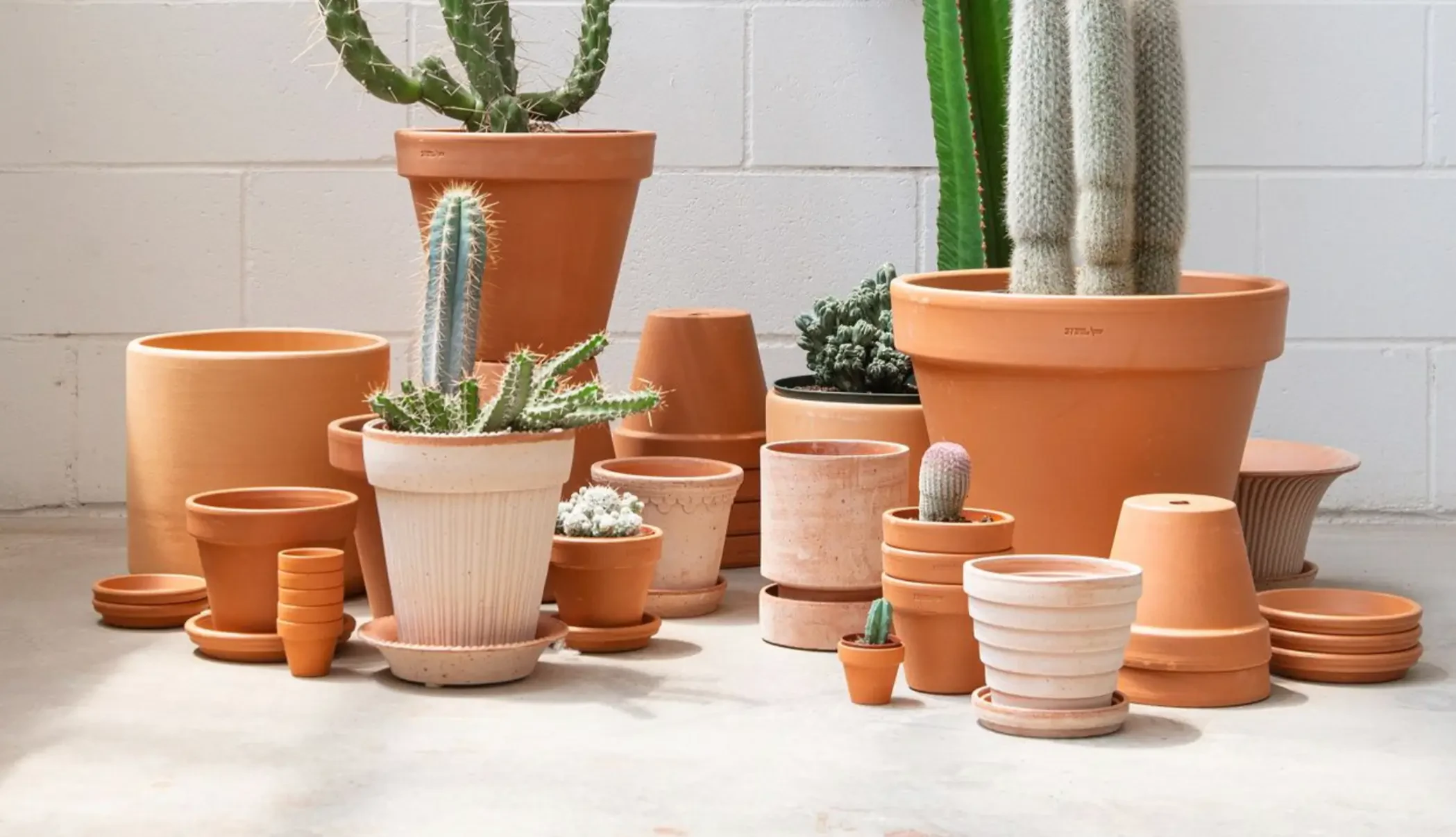 How to Choose and Use Plant Saucers for Healthy Indoor Plants