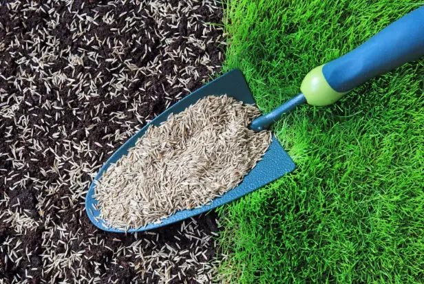 How Much Does Lawn Reseeding Cost Per Square Foot
