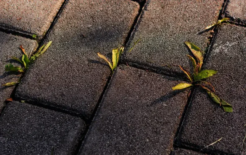 How to Prevent Weed Growth Between Pavers for a Clean, Low-Maintenance Patio