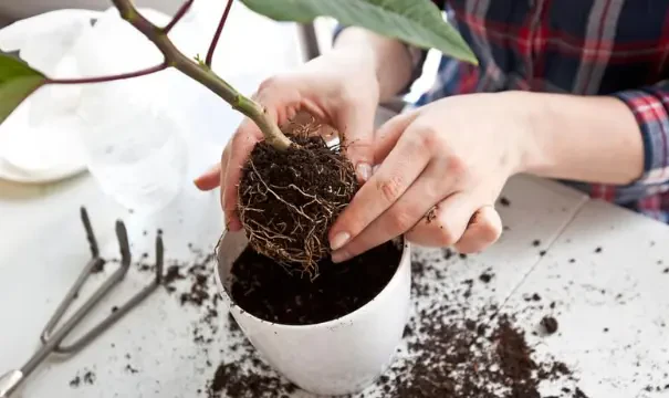 How to Transplant Mature Plants Without Damaging Roots