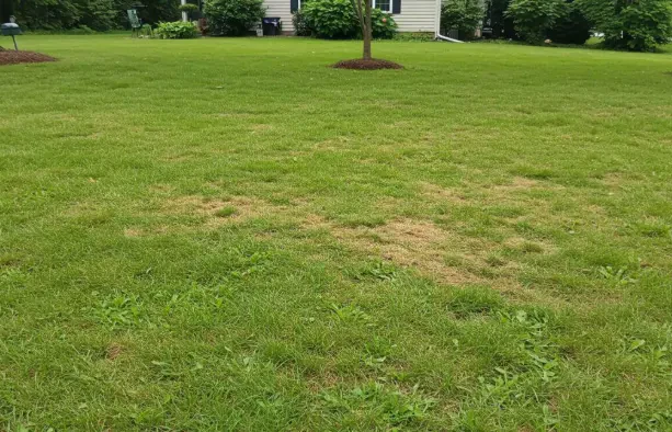 Signs Your Landscape Needs Professional Repair