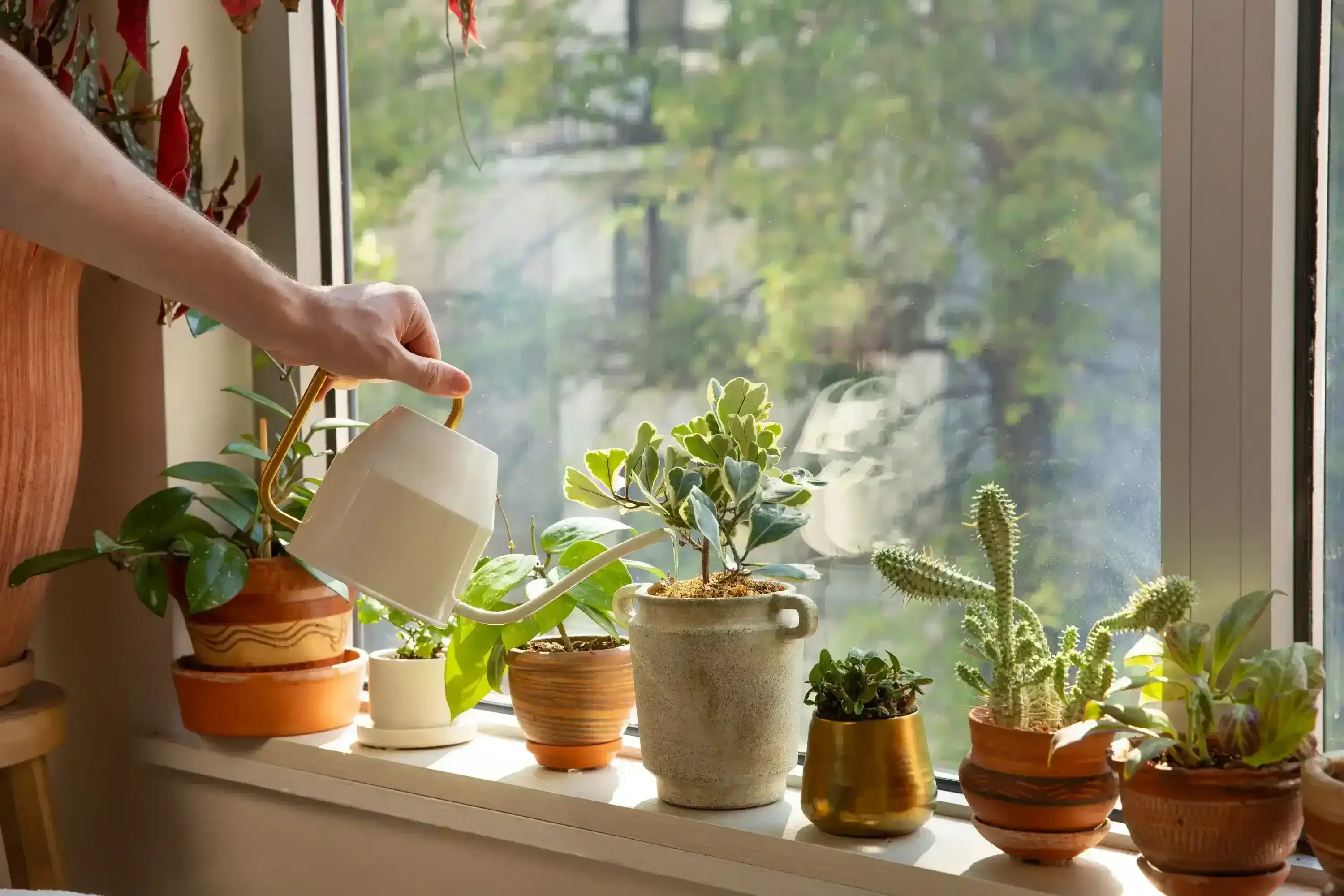 How to Care for Popular Houseplants: Tips for Thriving Indoor Gardens