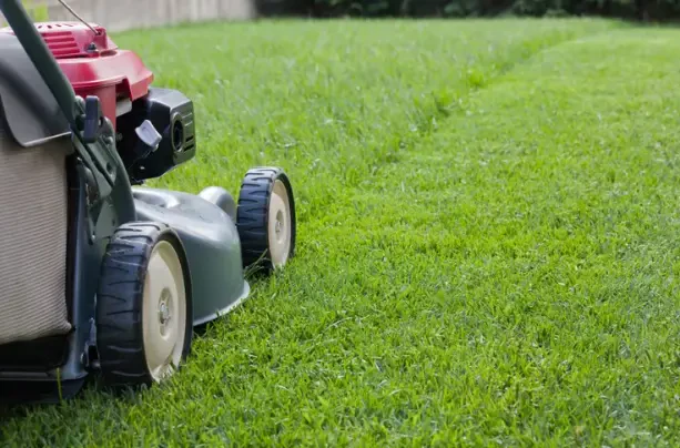 How Often Should You Mow Your Lawn for Optimal Growth