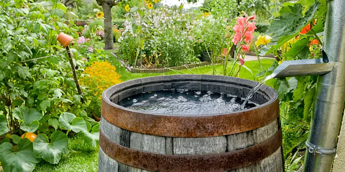 How to Set Up Rainwater Harvesting for Your Garden