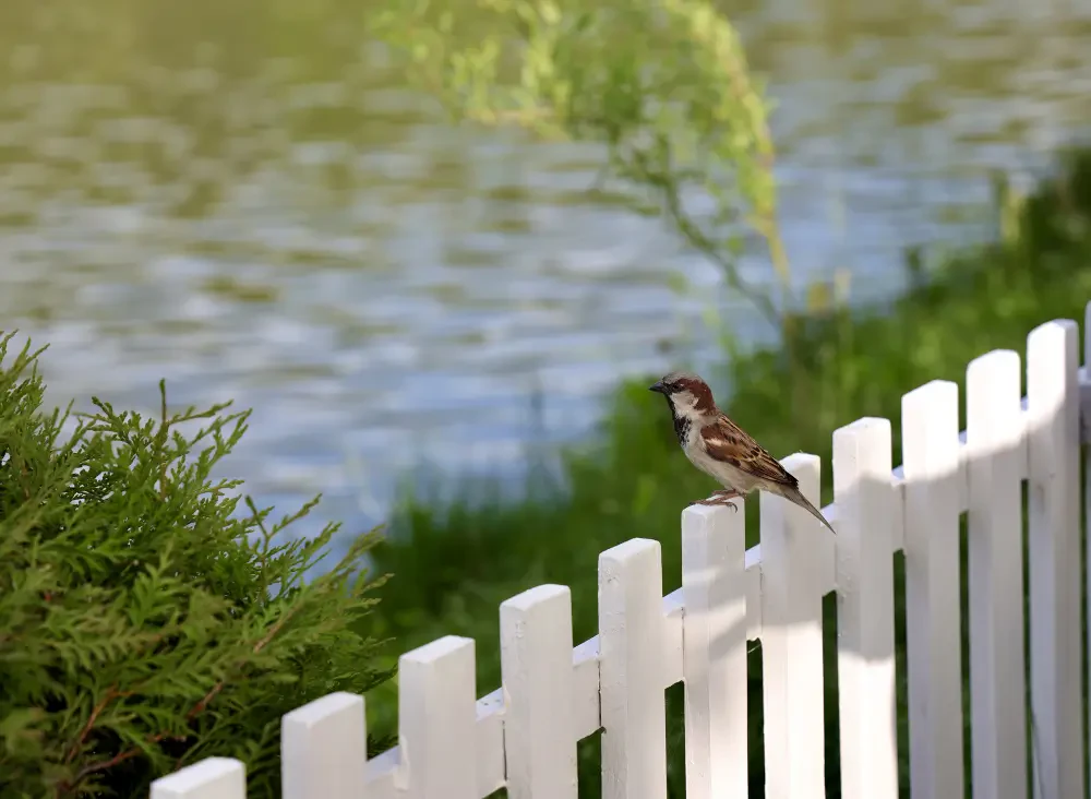 How to Maintain Wooden Fences Year-Round for Lasting Strength and Beauty