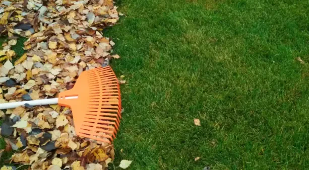 How to Prevent Lawn Damage During Leaf Removal