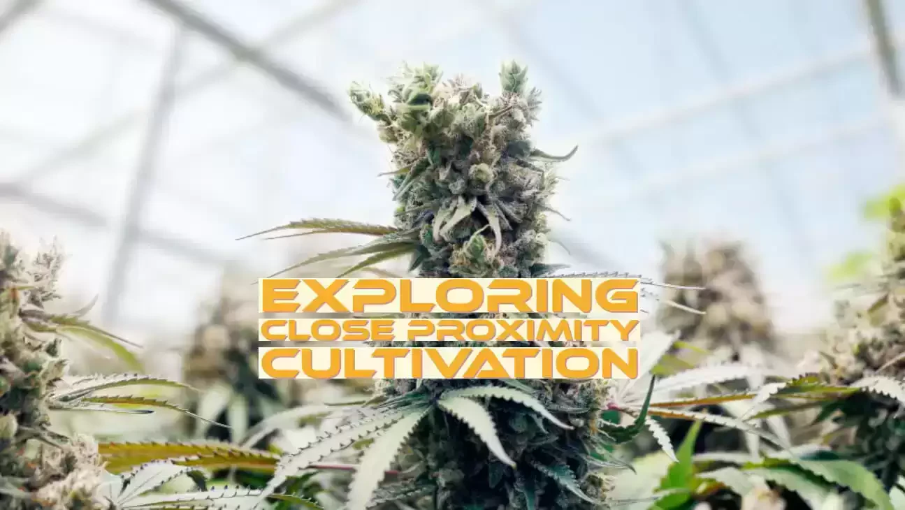 Exploring Close Proximity Cultivation: Revolutionizing Sustainable Horticulture