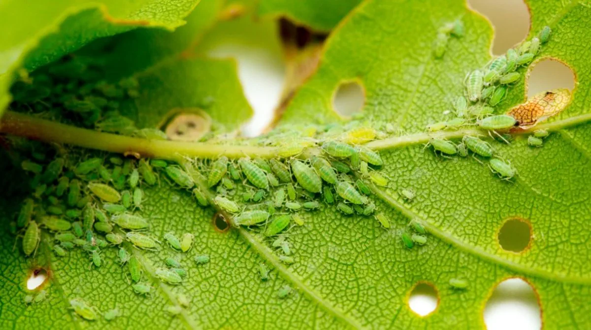 How to Control Aphids Naturally in Your Garden