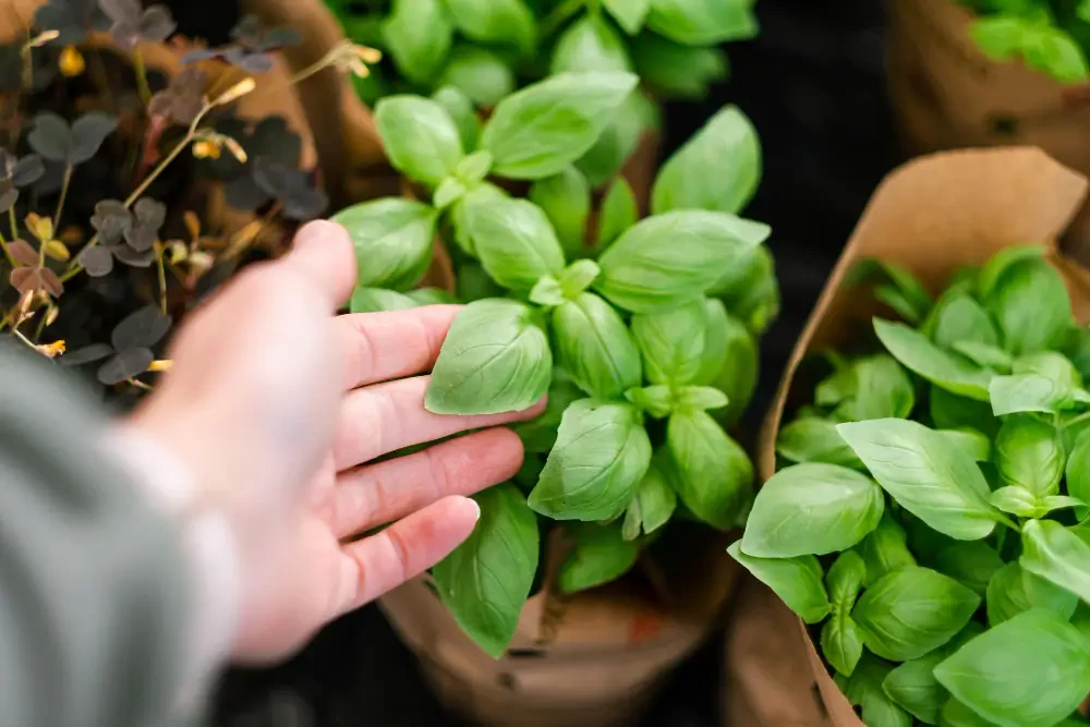 How to Harvest Basil for Maximum Flavor and Growth