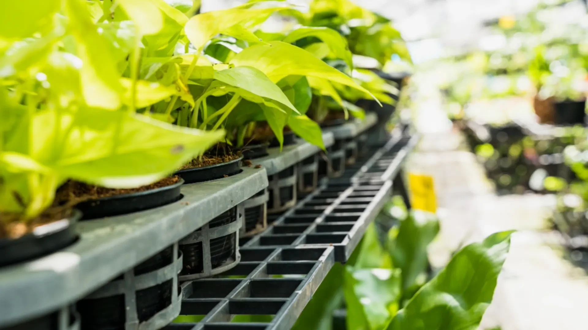 Next-Gen Indoor Farming: Precision Grow Media and Container Farms for Optimal Yields