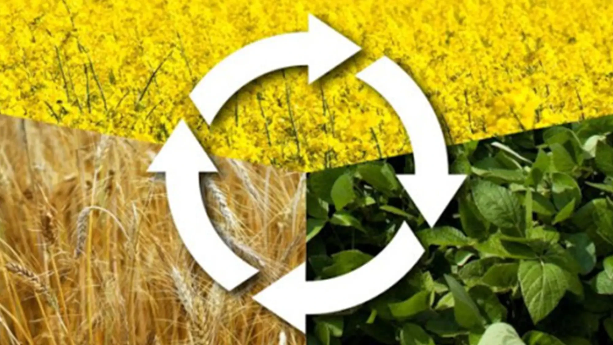 How to Use Crop Rotation to Boost Soil Health and Yield