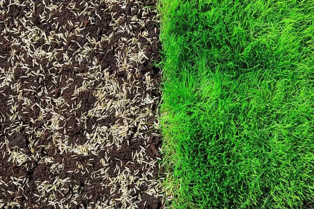 How Much Seed Do You Need for Lawn Overseeding