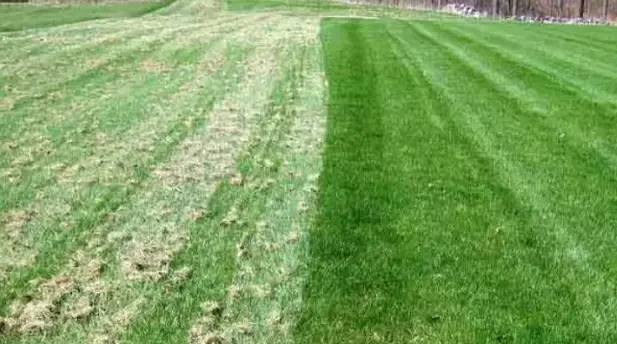 How to Care for Your Lawn After Dethatching