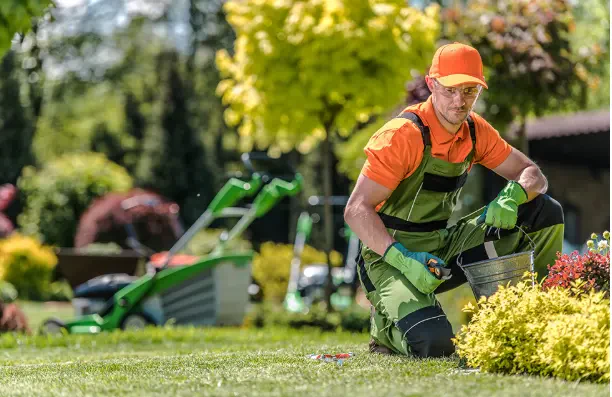 How to Restore an Overgrown or Neglected Landscape