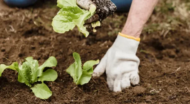 How to Prepare Soil Before Planting for Maximum Growth