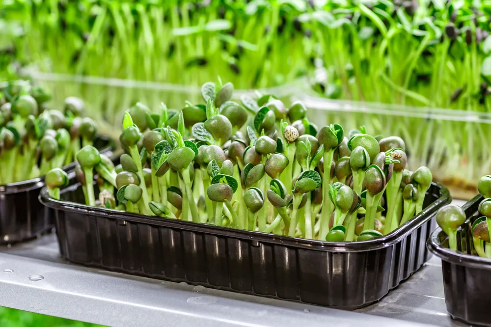 How to Choose and Use a Microgreens Growing Kit at Home
