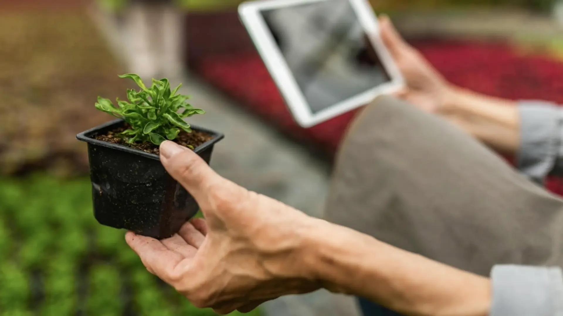 Boosting Hydroponic Growth: Innovative Solutions for Healthier, More Productive Plants