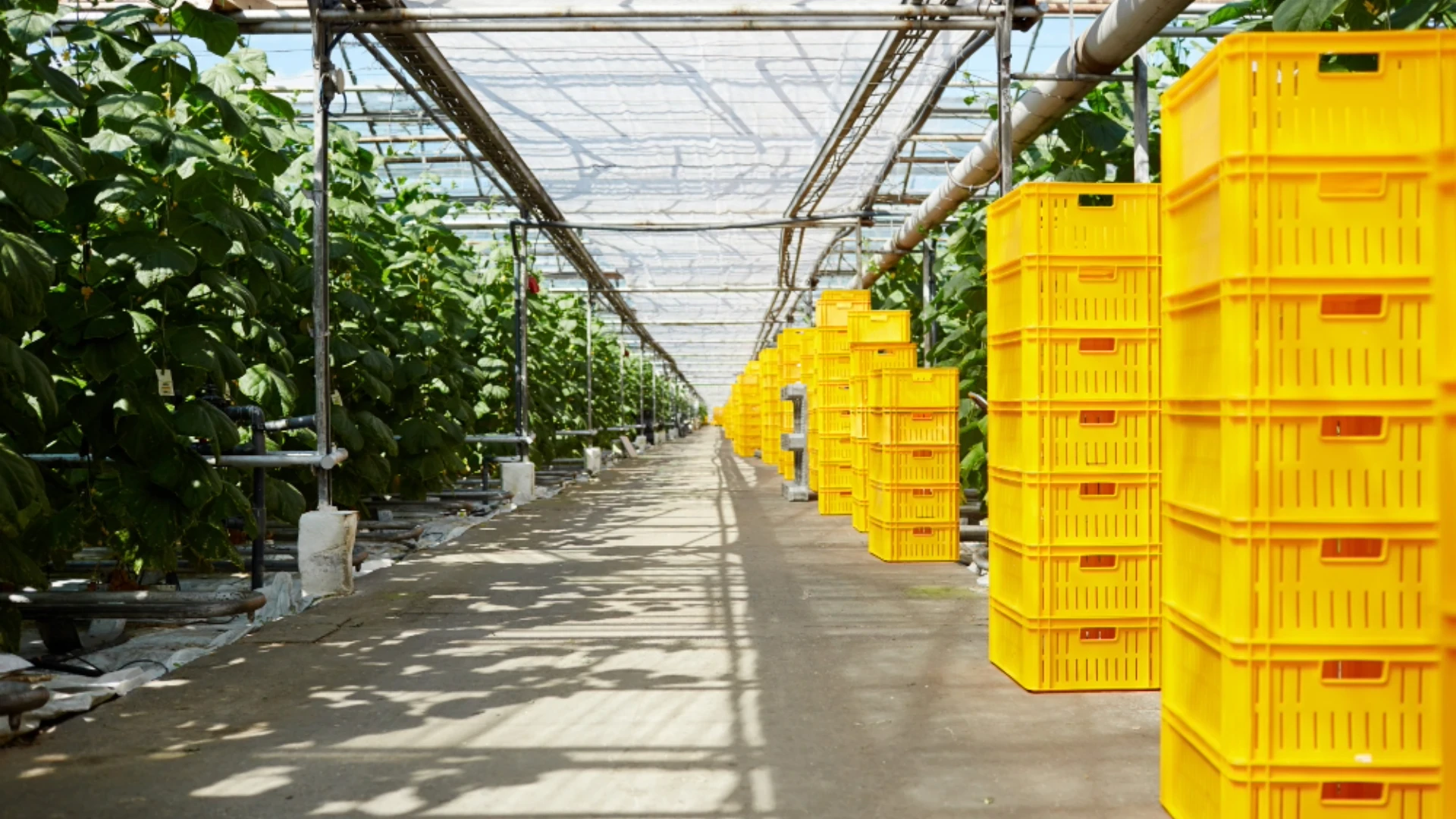 High-Quality Agricultural Containers: The Role of Modern Plastic Molding in Farming Operations