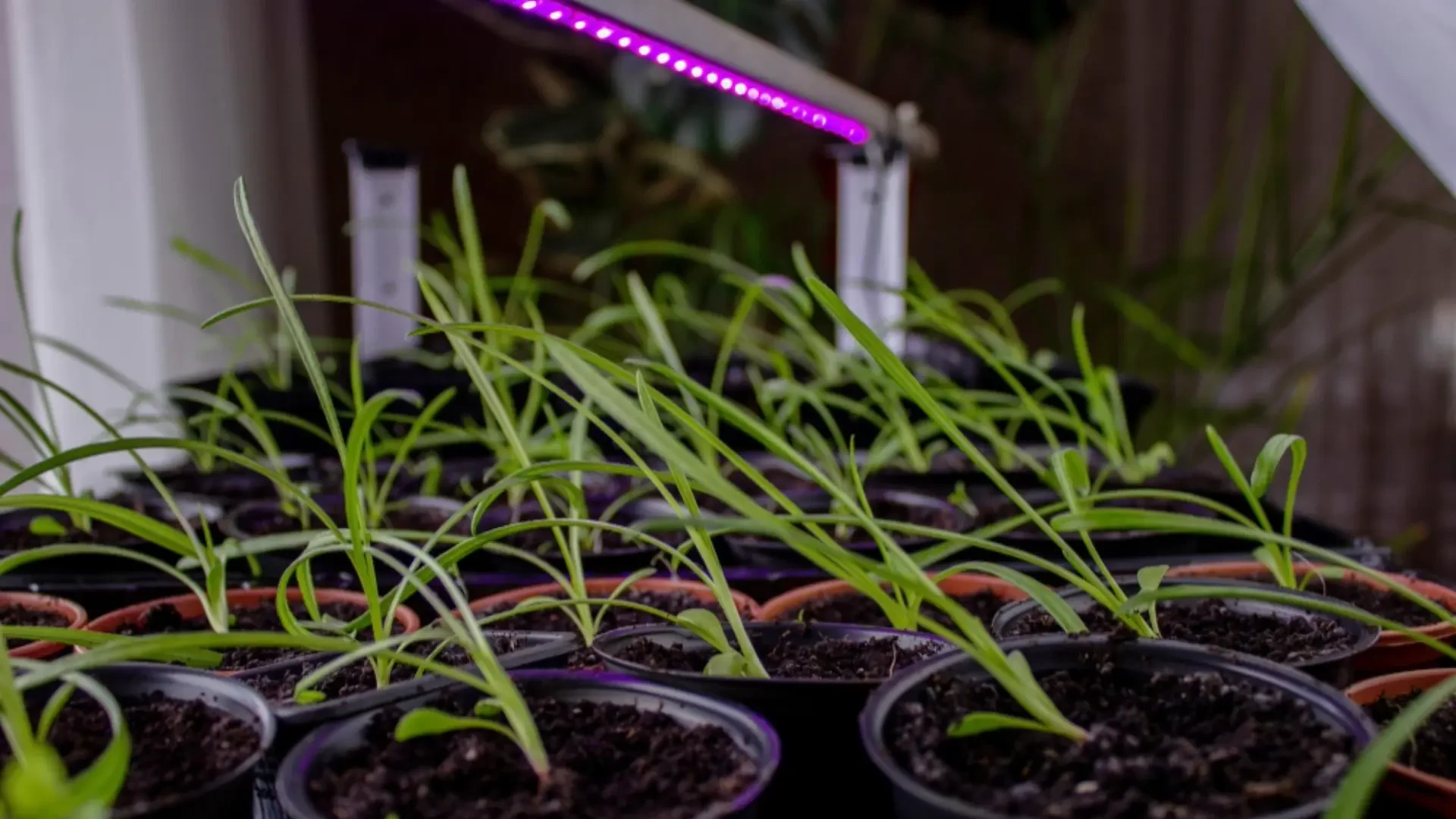 Boosting Indoor Crop Yields: Top CO₂, Propagation and Nutrient Solutions for Growers
