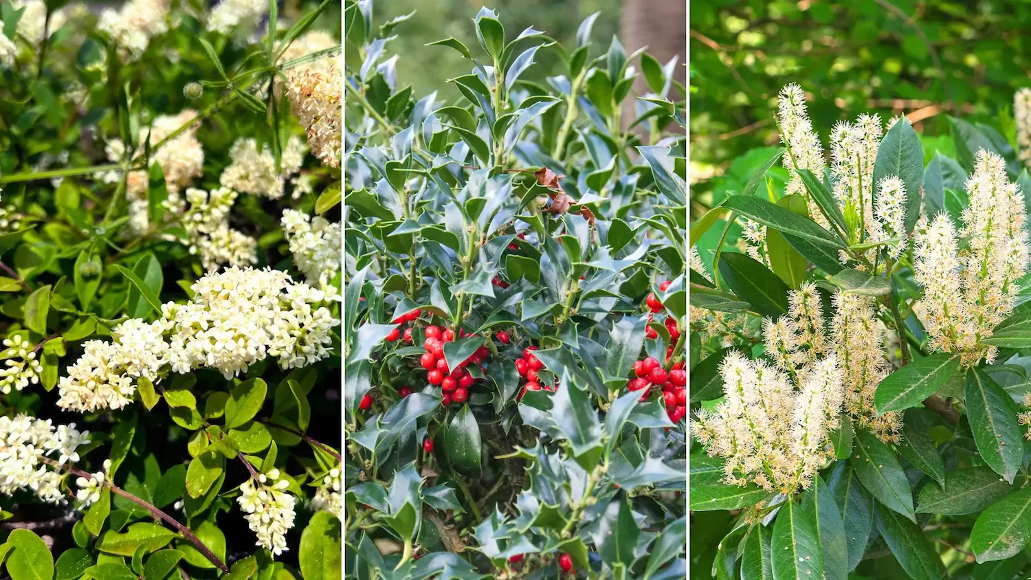 The Best Shrubs for Privacy: Natural Ways to Create a Lush, Private Yard