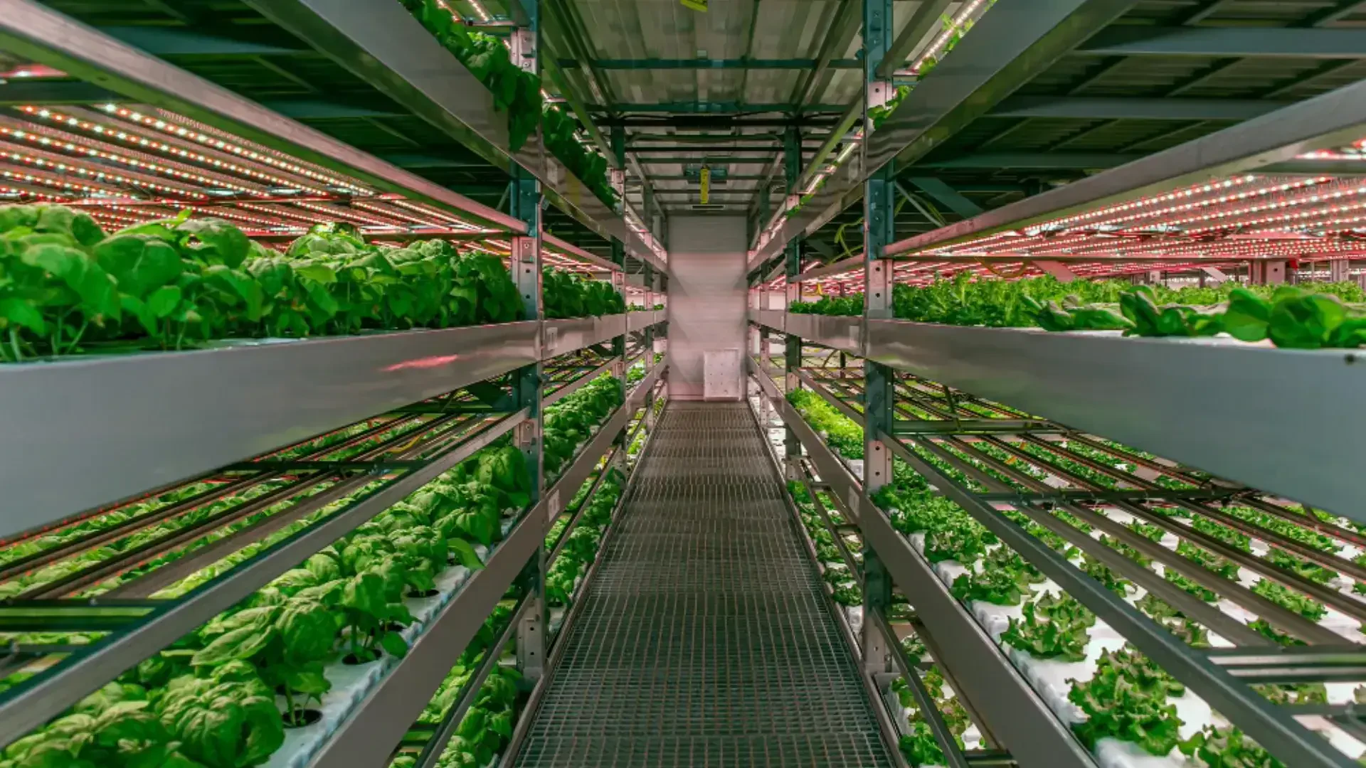 Advanced Cultivation Technologies: Boosting Indoor Farming with Automated Systems and Post-Harvest Control