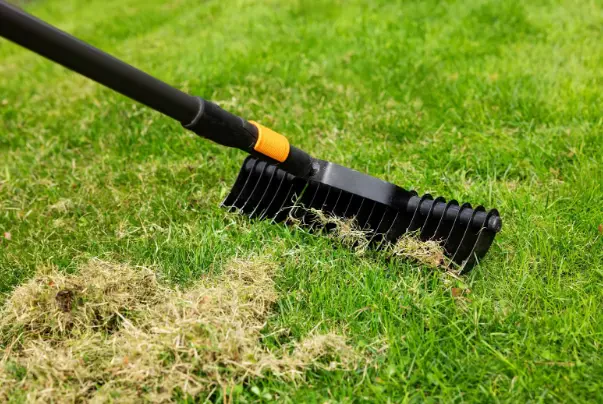How to Choose the Right Dethatching Method