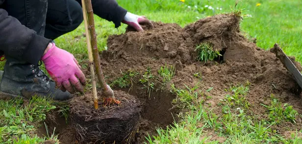 How to Care for Newly Planted Trees and Shrubs
