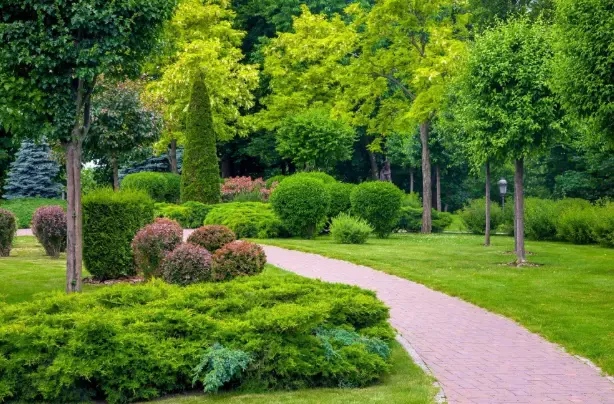 How to Maintain Evergreen Trees and Shrubs Year-Round