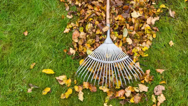 How to Handle Large-Scale Leaf Cleanup Efficiently