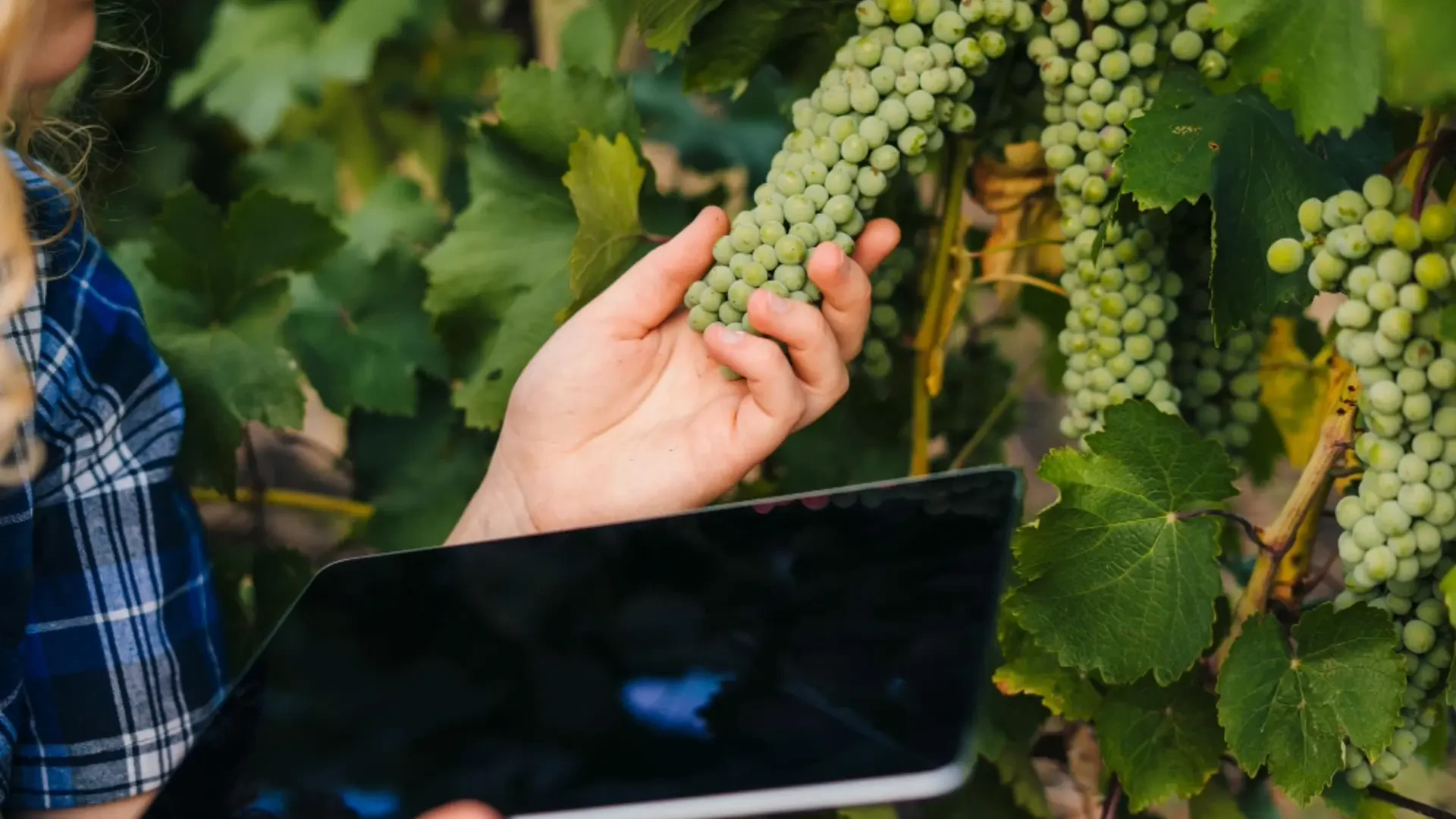 Enhancing Vineyard Productivity: Advanced Tree Support and Water Management Solutions