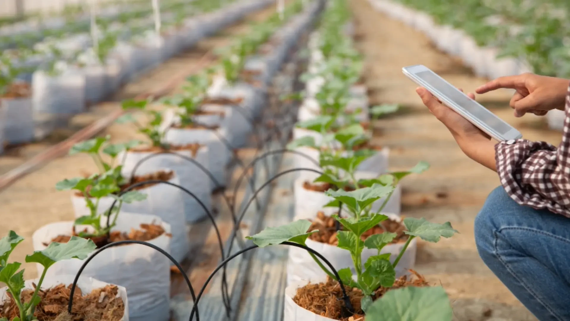 Strengthening Growth Systems: Enhanced Trellises, Precision Water Treatment and Chemical Containment Solutions