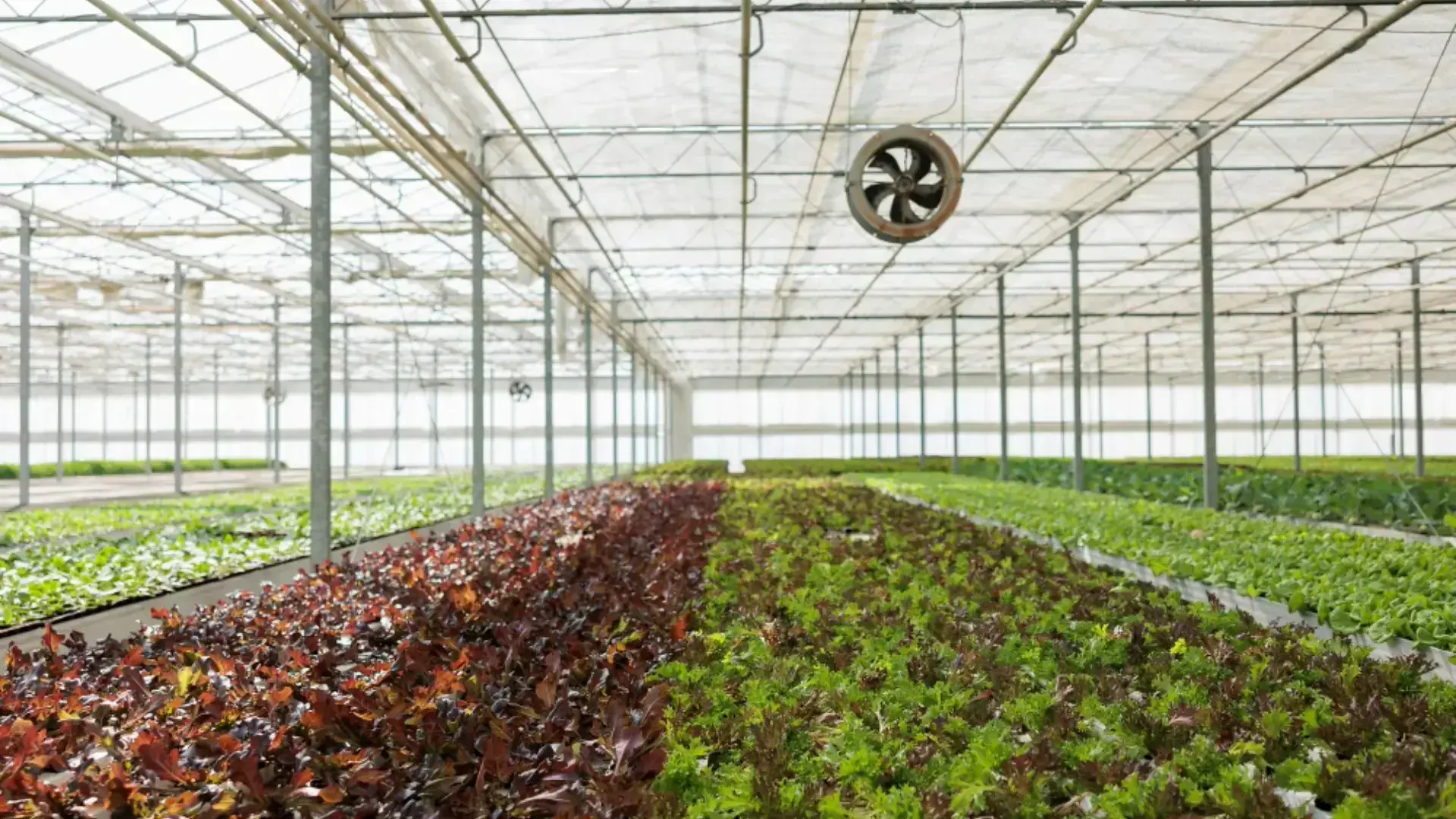 Advanced Air and Water Enrichment Systems: Driving Next-Gen Indoor Cultivation