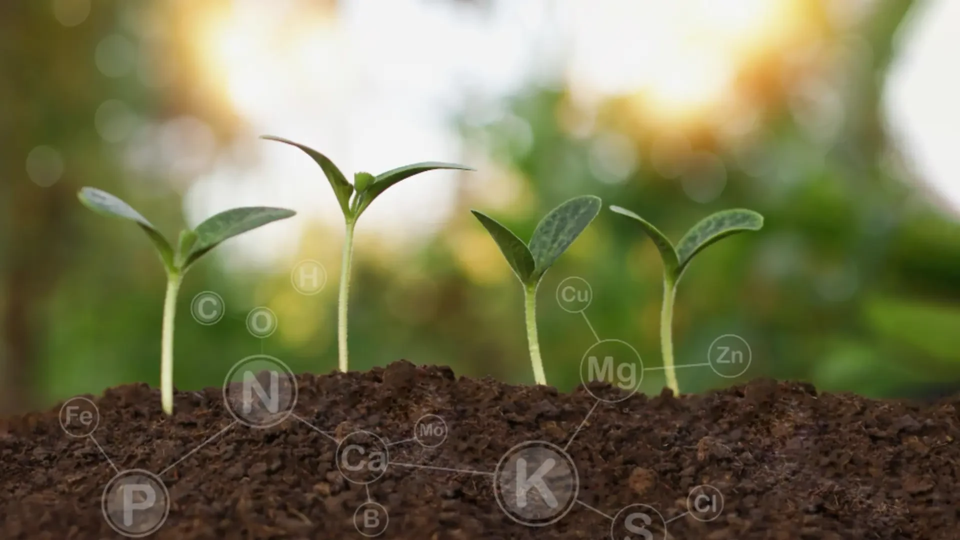 Sustainable Soil and Growth Boosters: Innovations in Coir, Microbes, and Nutrient Solutions
