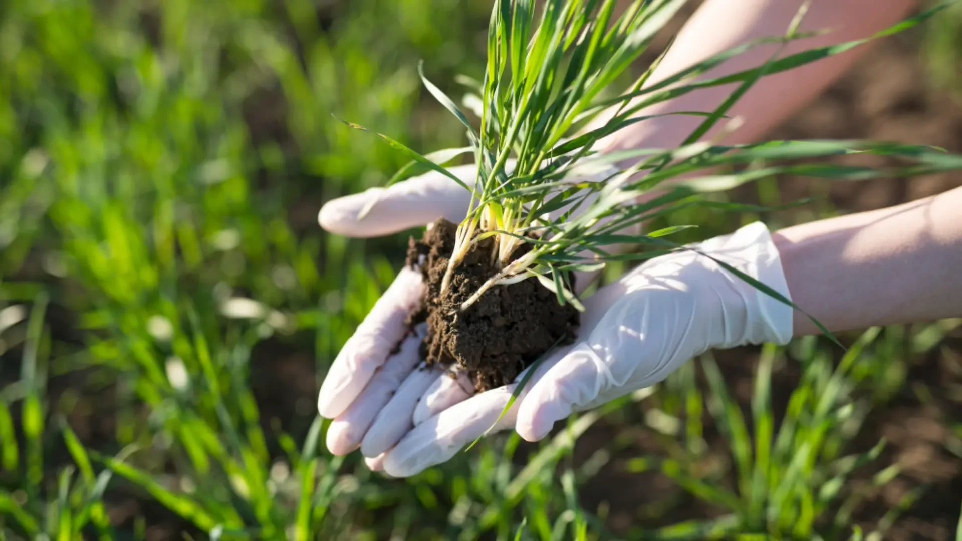 Optimizing Crop Performance: Harnessing Beneficial Microbes and Bio-Stimulants